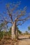 Boab tree by an outback trail, Australia