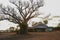 Boab tree and rustic camping shed or shelter at an old fishermans camp at Kalumburu, Western Australia