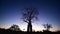 Boab tree silhouette Kimberley Western Australia