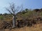 Boab Tree Sits On A Rocky Hillside