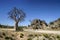 Boab Tree spinifex grass rocks