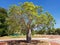 Boab Tree street scene australian outback Broome Western Australia