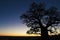 Boab tree sunset