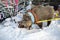 A boar effigy in the snow