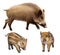 Boar familly, two little piglets and mother pig. Isolated realistic illustration on white background