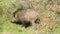 boar in the field looks for food