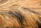Boar hair texture