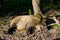 Boar lying on the mud