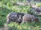 Boar piglets in the forest