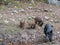 Boar in Quebec. Canada, north America.