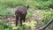 A boar searches for food in the garbage and breaks through the fence.