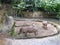 Boar at Singapore Zoo