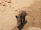 Boar walking on sand, Africa, clear day