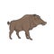 Boar wild animal vector sketch icon. Wild aper swine or pig hog side view symbol for wildlife fauna and zoology or