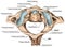 BOARD Atlantoaxial joint, superior view