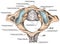 BOARD BW Atlantoaxial joint, superior view