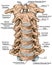 BOARD Cervical spine structure, anterior view