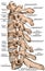 BOARD Cervical spine structure, lateral view