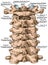 BOARD Cervical spine structure, posterior view