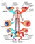 BOARD Construction of the veins and arteries