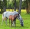 Board for cultivation of thoroughbred Arab racers