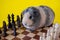 Board game, wooden chess and a Guinea pig on a yellow background, the concept of leisure during the quarantine coronavirus