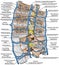 BOARD Median section of lumbar spine, systemic veins and the portal system