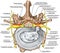 BOARD Stenosis, lumbar disk herniation