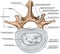 BOARD Structure of an intervertebral disk