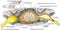 BOARD structure of spinal cord