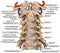 BOARD Topographic relationship of the spinal nerve and vertebral artery