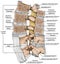 BOARD Tthe ligaments surrounding the lumbar spine, Lateral view