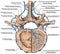 BOARD Venous plexuses of the vertebral canal