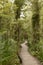 Board walk like a snake through the Kauri forest of Waipoua