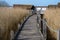 A board walk through tall grass in a marshy wetland. Picture from Lund, Sweden