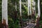 Boarded walkway on a path through eucalyptus trees with bare white trunks in NSW, Australia