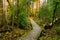 Boardwalk Through Autumn Forest on Ice Age Trail