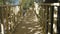 Boardwalk through an autunm forest in sunshine weather