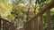 Boardwalk through an autunm forest in sunshine weather