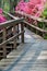 Boardwalk through an Azaleas Garden Blooming in a Mountain Park