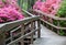 Boardwalk through an Azaleas Garden Blooming in a Mountain Park