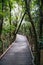 Boardwalk can in a lush jungle setting featuring an abundance of tropical plants. New Zealand.