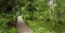 Boardwalk through the Carpathian Birch Forest