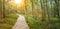 Boardwalk through the Carpathian Birch Forest