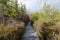 Boardwalk Through Cranberry Bog in Mountain Forest