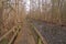 Boardwalk through a Cypress Forest