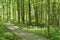 Boardwalk deep in the forest