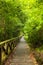 Boardwalk in dense rainforest