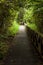 Boardwalk in dense rainforest