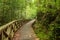 Boardwalk in dense rainforest